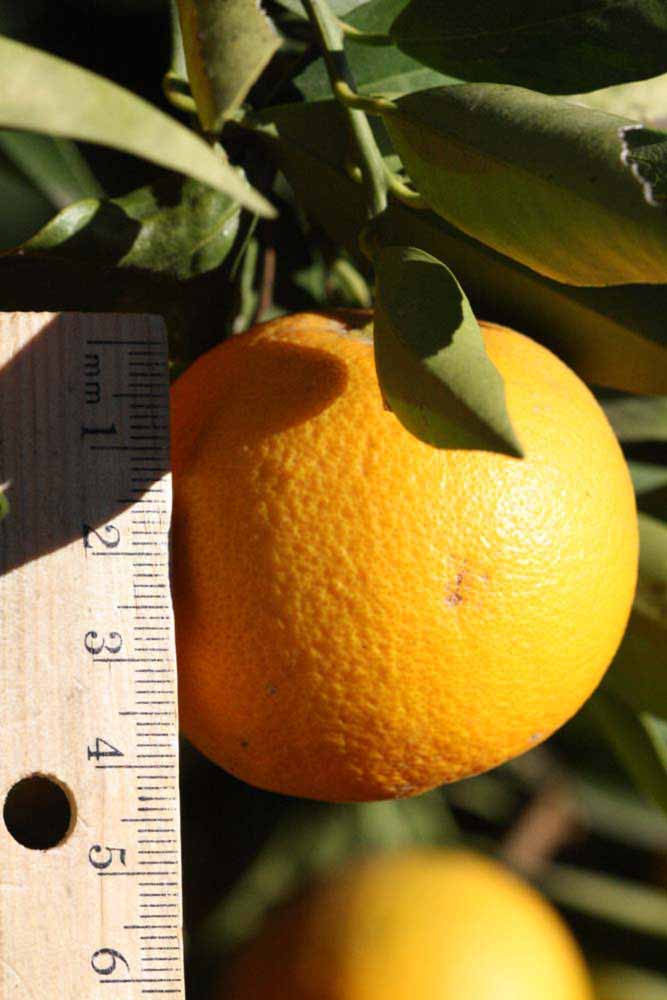              Fruit (Riverside, CA)       